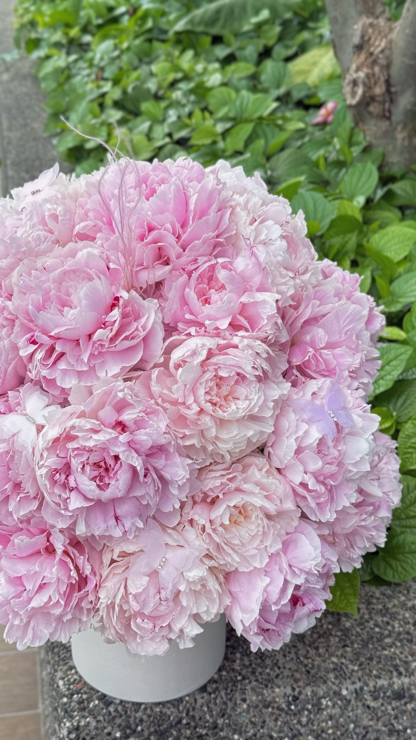 Holland Peonies Sarah Bernhardt Gift Box 🩷 Fresh Flowers