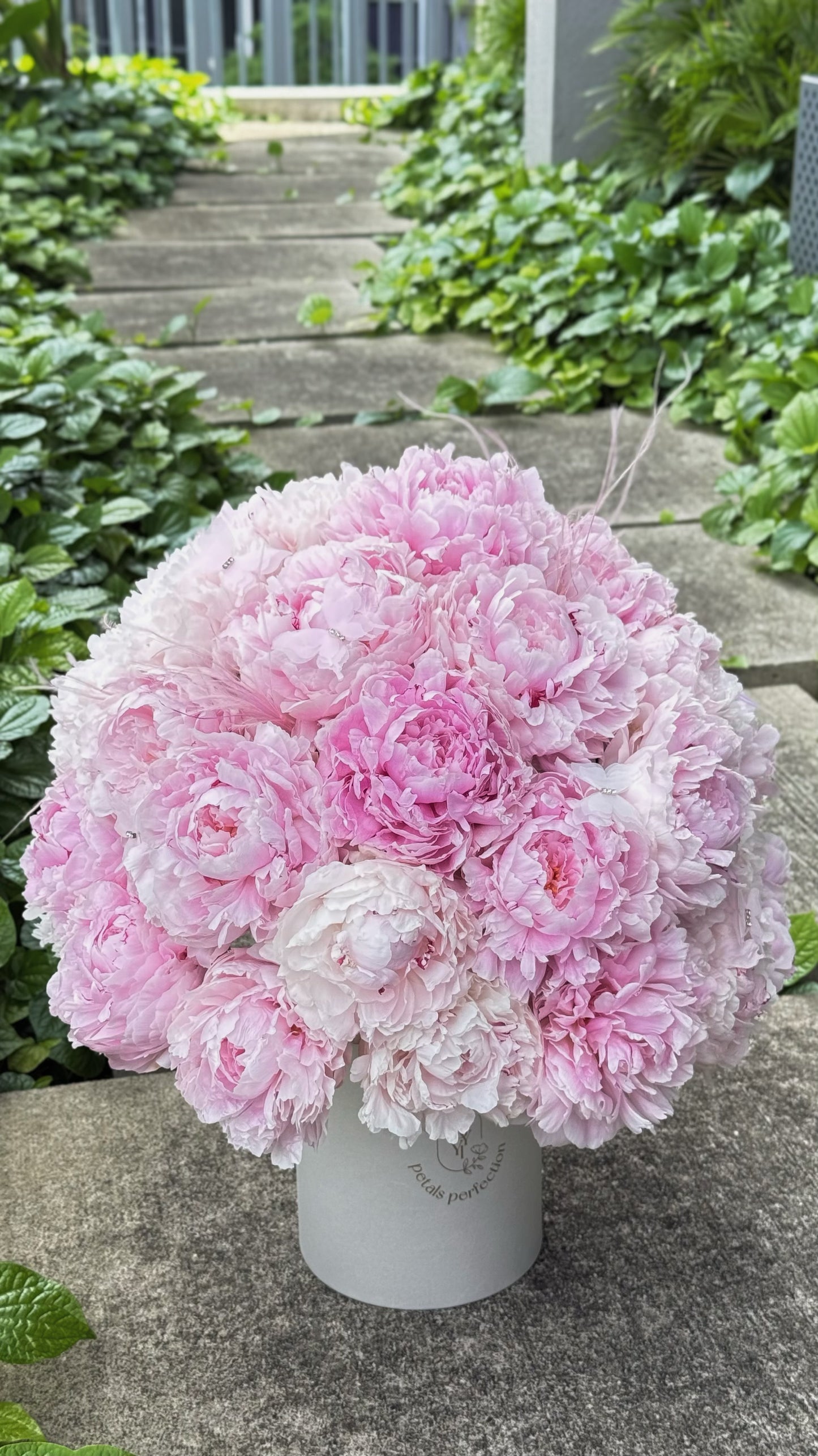 Holland Peonies Sarah Bernhardt Gift Box 🩷 Fresh Flowers