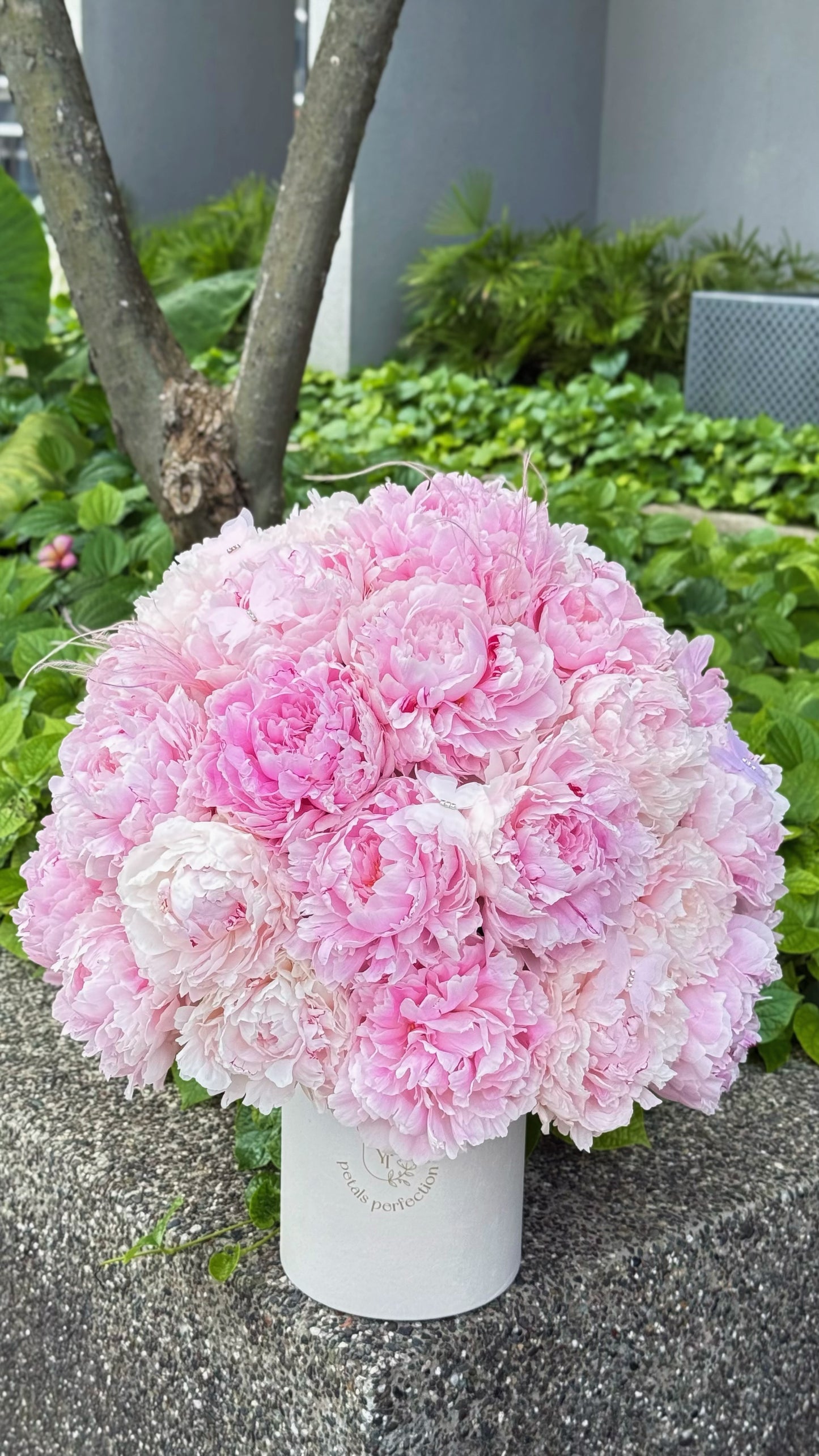 Holland Peonies Sarah Bernhardt Gift Box 🩷 Fresh Flowers