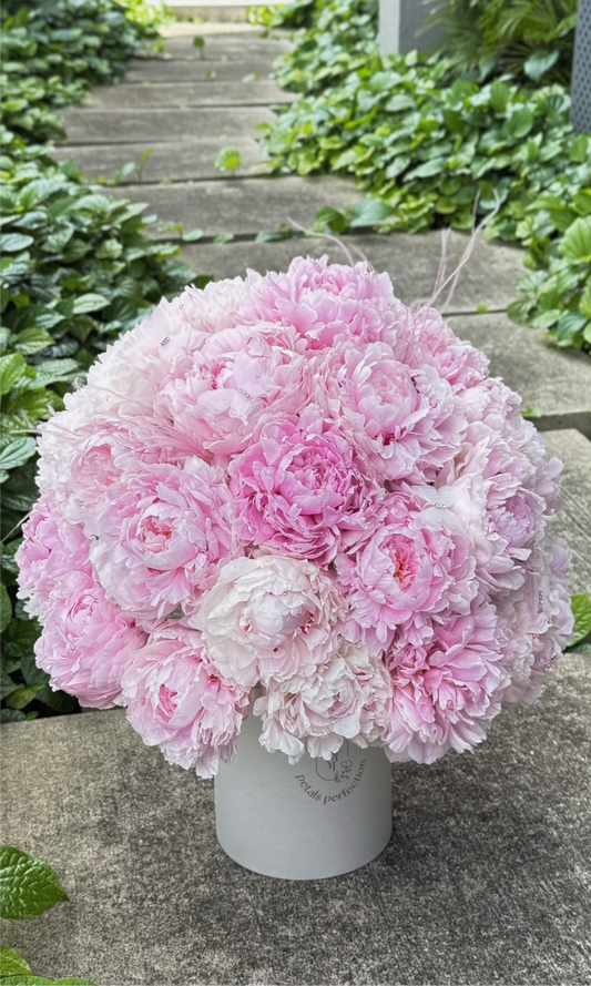 Holland Peonies Sarah Bernhardt Gift Box 🩷 Fresh Flowers