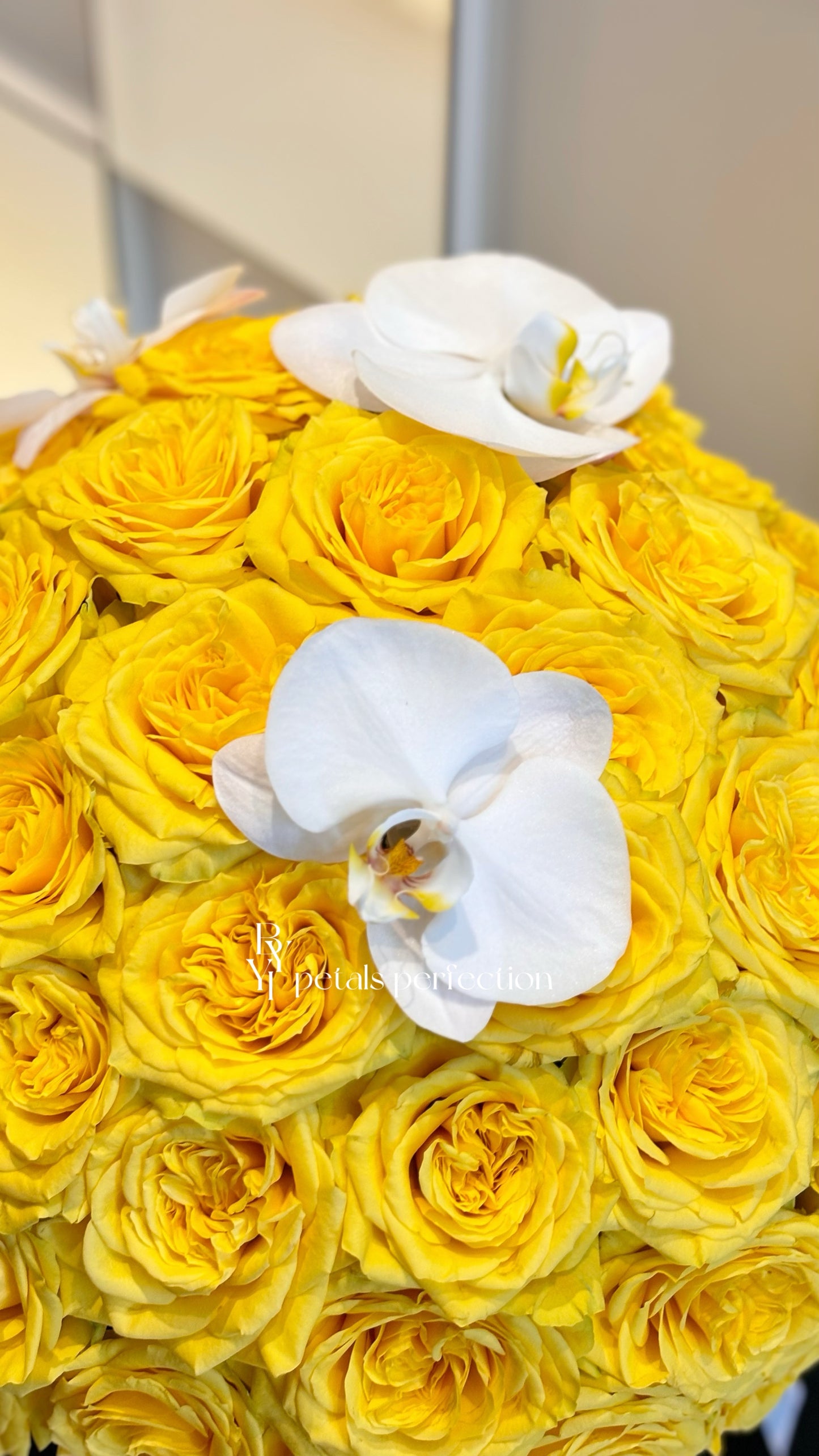 Premium Fresh Kenya Roses Box 💛